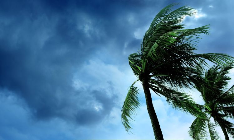 Palm trees blow in the wind. Dark clouds gather in the sky.